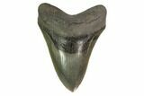 Serrated, Fossil Megalodon Tooth - Georgia #135916-1